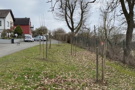 Baumpflanzaktion 3a_23-24 (16)